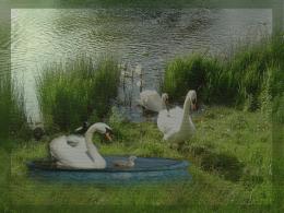 swan pool